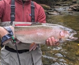 NC TROPHY TROUT