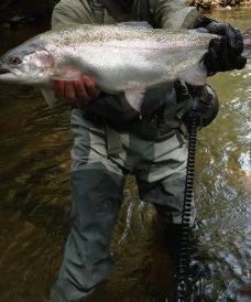NC TROPHY TROUT