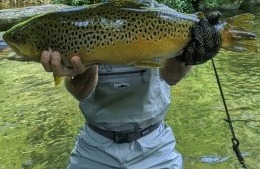 NC TROPHY TROUT