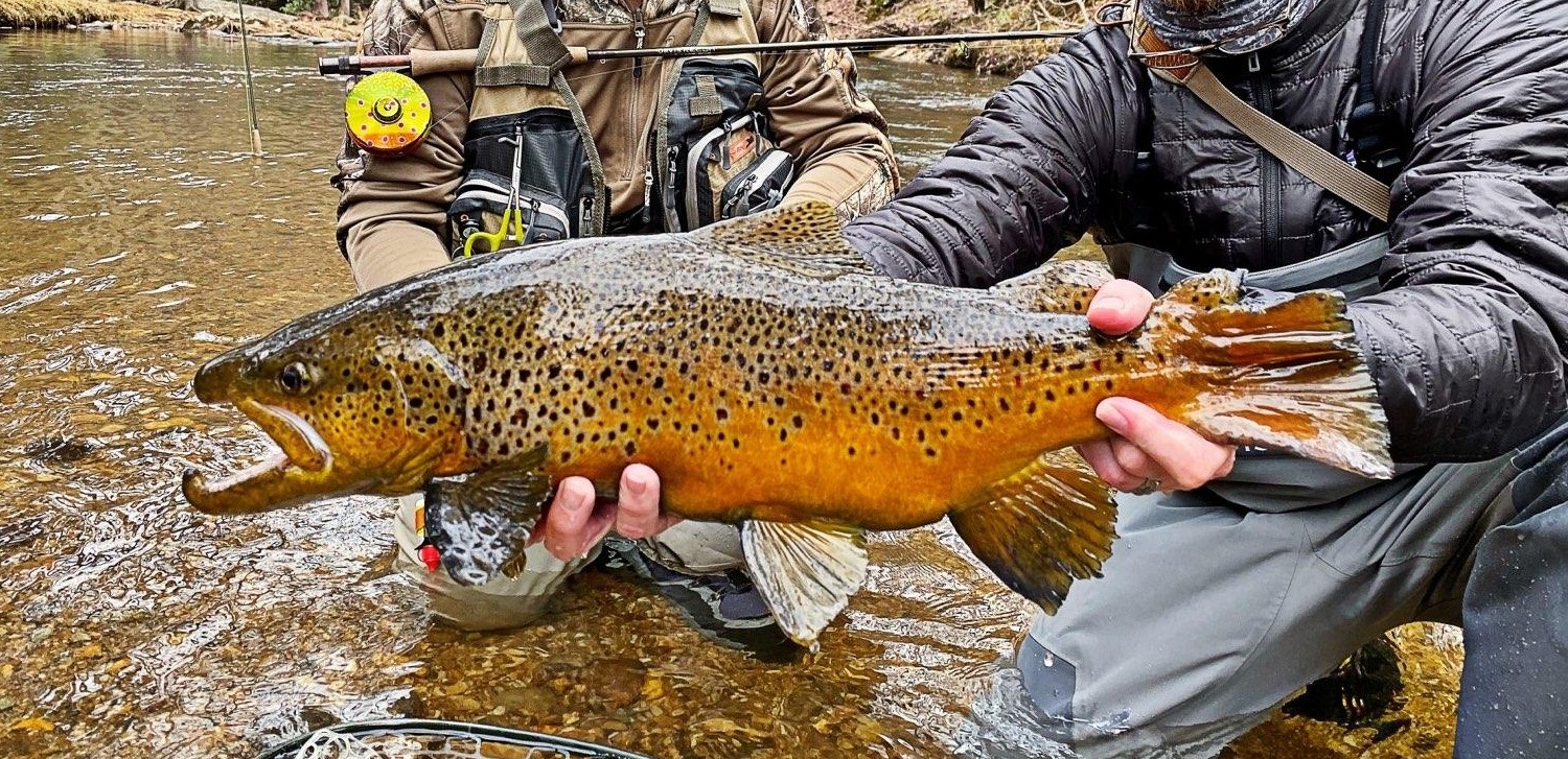 NC TROPHY TROUT