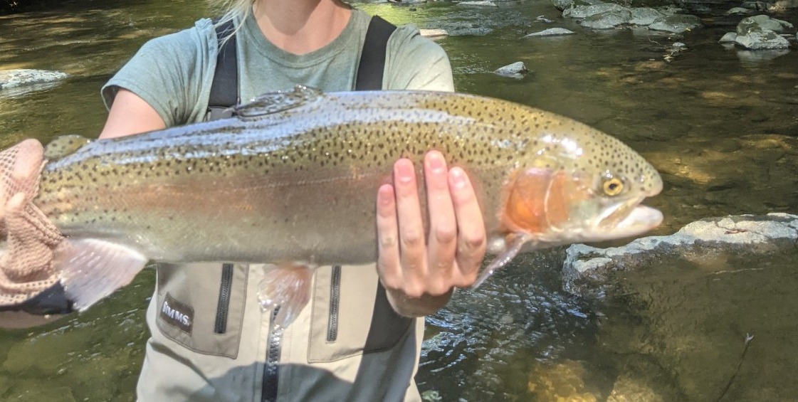 NC TROPHY TROUT