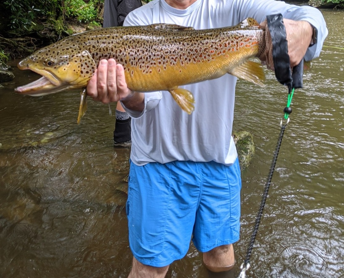 NC TROPHY TROUT
