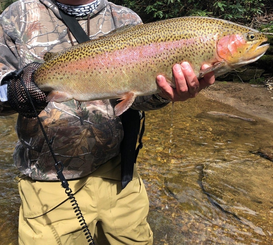NC TROPHY TROUT