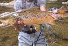 NC TROPHY TROUT