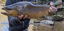 NC TROPHY TROUT