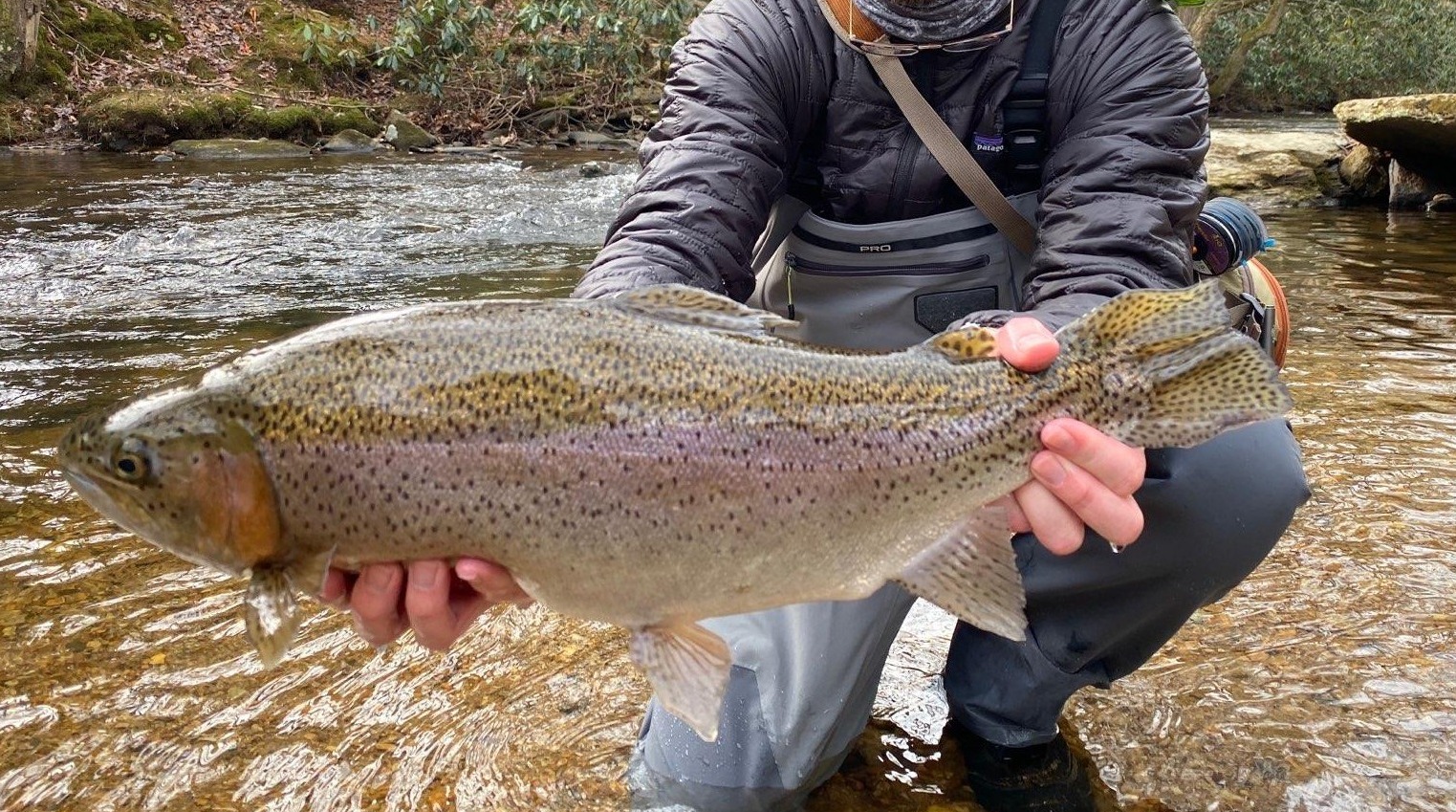 NC TROPHY TROUT