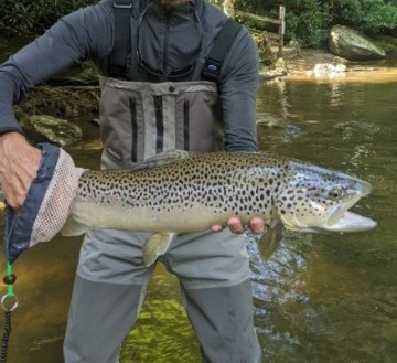 NC TROPHY TROUT