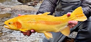 NC TROPHY TROUT
