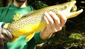 NC TROPHY TROUT