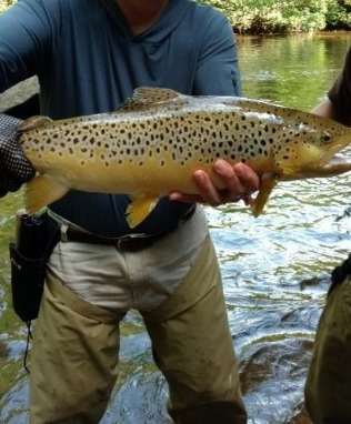 NC TROPHY TROUT