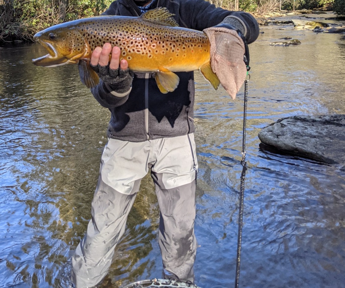 NC TROPHY TROUT