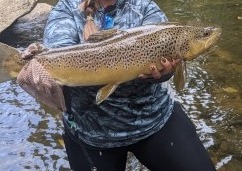 NC TROPHY TROUT