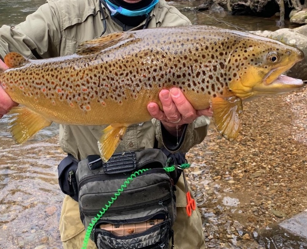 NC TROPHY TROUT