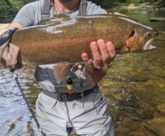 NC TROPHY TROUT