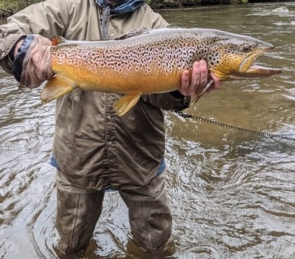 NC TROPHY TROUT